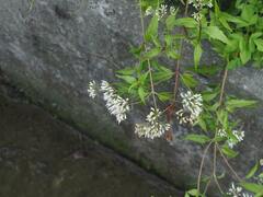 Eupatorium tashiroi