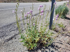 Penstemon palmeri
