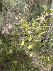 Diospyros lycioides nitens