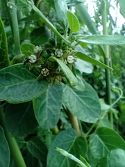 Cynanchum obtusifolium