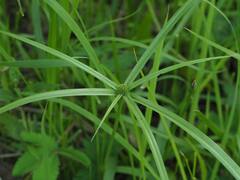 Cyperus aromaticus