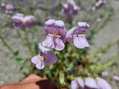 Penstemon palmeri