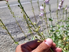 Penstemon palmeri