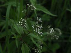 Eupatorium tashiroi