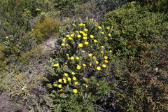 Oedera calycina