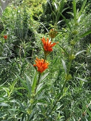 Leonotis leonurus