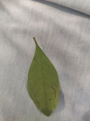 Forestiera acuminata