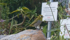 Zosterops virens capensis