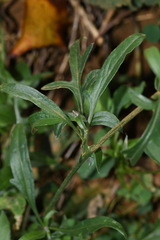 Centaurea scabiosa