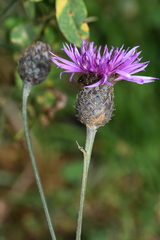 Centaurea scabiosa