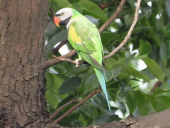 Psittacula alexandri fasciata