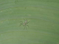 Salticidae