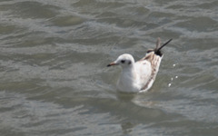 Chroicocephalus ridibundus