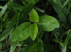 Vincetoxicum hirsutum