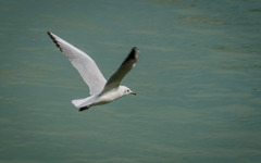 Chroicocephalus ridibundus