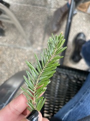 Abies alba