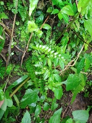 Hymenasplenium