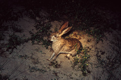 Lepus saxatilis