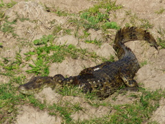 Caiman latirostris