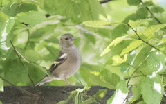 Fringilla coelebs