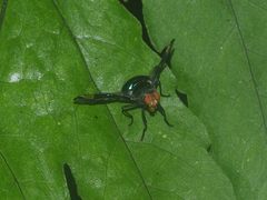 Loxoneura