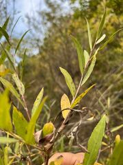 Salix triandra