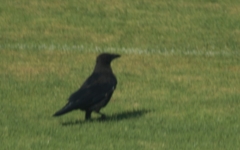 Corvus corone