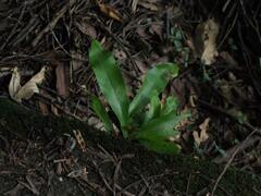 Microsorum punctatum