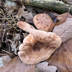 Lactarius quietus