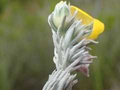 Aspalathus nickhelmei