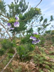 Psoralea arborea
