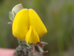 Aspalathus nickhelmei