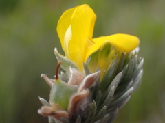 Aspalathus nickhelmei