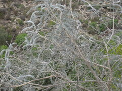 Aspalathus nickhelmei