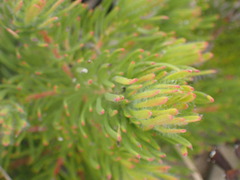 Leucadendron muirii