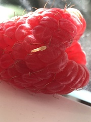 Alphitobius diaperinus