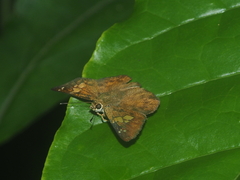 Pseudocoladenia dan