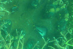 Tridacna gigas