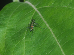 Cicindelinae