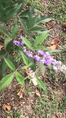 Vitex agnus-castus