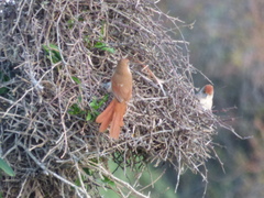 Phacellodomus sibilatrix