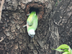 Psittacula alexandri fasciata