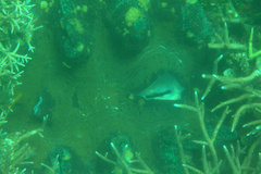 Tridacna gigas