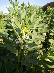 Vicia faba