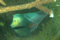Tridacna gigas