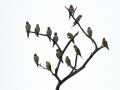 Psittacula alexandri fasciata