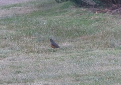 Turdus olivaceus olivaceus