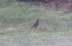 Turdus olivaceus olivaceus