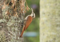 Lepidocolaptes angustirostris