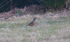Turdus olivaceus olivaceus